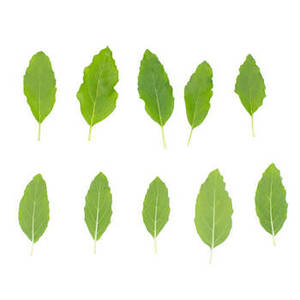 Nouvelles feuilles de basilic indien pour cuisines professionnelles, herbes culinaires aromatiques pour restaurants et fournisseurs de services alimentaires - Product Image 5