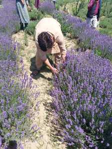 Flores y Capullos de Lavanda Secos al por Mayor, Hierbas Botánicas Premium, Flores Secas Naturales, Calidad Probada en Laboratorio - Product Image 6