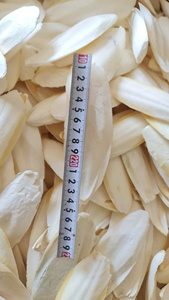 Hueso de Sepia (Cuttlebone) Seco de Alta Calidad, Golosina para Aves, para la Salud de la Piel y el Pelaje, para Razas Pequeñas, Directo de Fábrica - Product Image 2