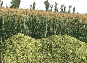 Premium Nutrient Rich Corn Silage for Cattle Pigs Horses Balanced <b>Feed</b> for Health Growth Balanced Diet Forage <b>Feed</b> - Product Image 3