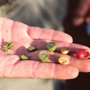 Bulk Supply Vietnam <b>Robusta</b> <b>Coffee</b> <b>Beans</b> Colored Natural Unroasted Green <b>Coffee</b> Seed OEM ODM Export Grade Moisture 12% 100kg MOQ - Product Image 2