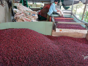 HANCOFFEE 2026 NUEVA Cosecha Vietnam Café Robusta Crudo - Varios Procesos - Empacado en Bolsas de 60 kg/PP/Yute - Muestra Gratis - Product Image 6