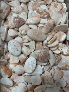 พลอยสกอเลไซต์สีชมพูธรรมชาติทรงหลังเบี้ย ใช้สำหรับทำเครื่องประดับเพื่อการบำบัดและด้านโหราศาสตร์ ในราคาที่เข้าถึงได้ - Product Image 2
