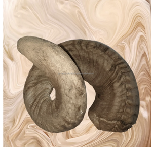 Corne de mouton avec couleur naturelle de corne brune, produit de haute qualité, idéal pour la décoration intérieure - Product Image 3