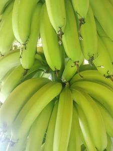 BANANO CAVENDISH PREMIUM FRESCO CON CERTIFICACIÓN GLOBAL GAP /John +94 8844359 - Product Image 3