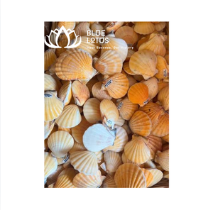 เปลือกหอยเชลล์ธรรมชาติสีส้มทรงกลม BLUE LOTUS สำหรับตกแต่งบ้าน DIY งานฝีมือแนวทะเล - Product Image 1