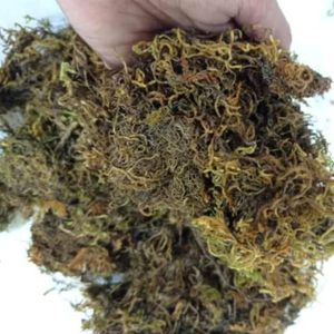 Mousse de Sphagnum Séchée en Gros, Substrat Végétal Biologique |   Doublure de panier suspendu en mousse fibreuse verte et brune pour reptiles - Product Image 4