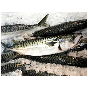 ปลาแมคเคอเรลสดแช่แข็ง ปลาแมคเคอเรลแปซิฟิก - Product Image 6