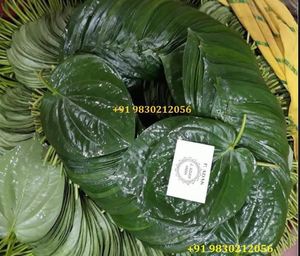 ใบ Paan สำหรับทำให้ปากสดชื่นผลิตภัณฑ์ที่ทำให้ปากสดชื่น - Product Image 5