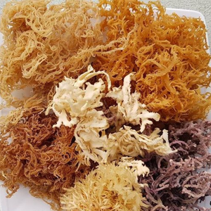 สาหร่ายคอตตอนนีแห้งคุณภาพสูง 100% จากธรรมชาติ / คาปัฟิคัส อัลวาเรซี คาร์ราจีแนน บรรจุภัณฑ์สุญญากาศแบบทั้งชิ้น ฟาร์มบัวหลวงสีน้ำเงินหลำตง - Product Image 1