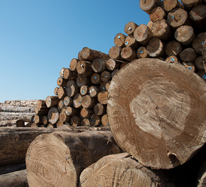 Troncos de madera de haya / Troncos de madera de abeto aserrada, madera de pino, madera aserrada en bruto, troncos de madera redondos, madera natural para construcción - Product Image 2