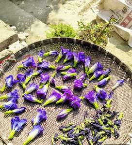 Thé Minceur Naturel aux Fleurs de Pois Papillon Bleues du Vietnam en Sachets pour les Acheteurs Mondiaux de Boissons - Product Image 2