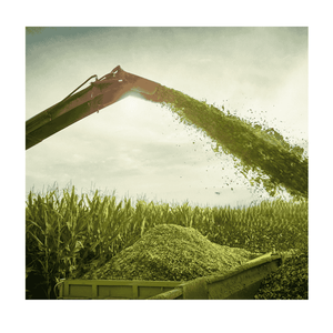 Soluciones de ensilado de maíz de primera calidad, nutritivas y rentables para dietas equilibradas y un mejor bienestar para cerdos, ganado, caballos - Product Image 1