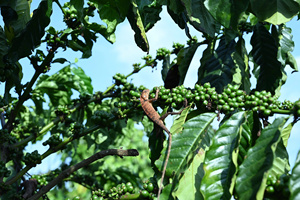 2 años de vida útil alto asado Arábica Dalakon Da Sar molido tostado 250g bolsa sellada con cremallera con cafeína al por mayor origen Vietnam - Product Image 4