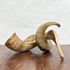 Shofar traditionnel en corne de bélier, instrument de prière naturel fait main, décoration de festival, objet de collection par Neha Enterprises - Product Image 5
