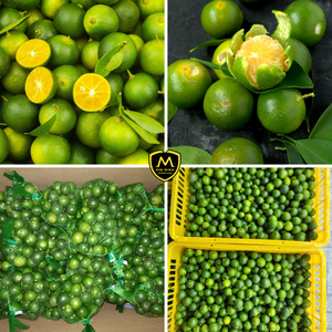 Calamansi Fresco de Vietnam _ Suministro al por Mayor para Importadores Internacionales - Product Image 4