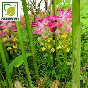 Curcuma Zedoaria <b>Essential</b> <b>Oil</b> Exporter from India for Cosmetic Fragrance and Perfumery Industry - Product Image 1