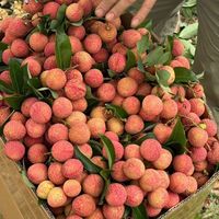 Verse rode lychees uit Vietnam, exportkwaliteit tropisch fruit voor importeurs en distributeurs