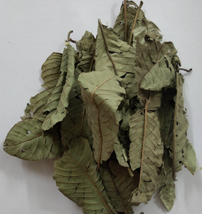 Hoja de Guayaba Seca Natural, Cosechada en Vietnam, Apta para Infusiones Concentradas y Aplicaciones Culinarias Distintivas - Product Image 2