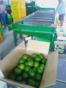 Citrons verts entiers frais, cultivés naturellement sur l'arbre, fruits sans pépins pour la restauration - Product Image 3