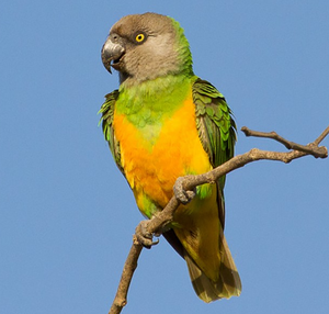 Premium NMF (PVT) LTD Senegal Parrots Live Birds From South Africa for Aviculture Breeding <b>Aviaries</b> and Ornamental Bird Supply - Product Image 6