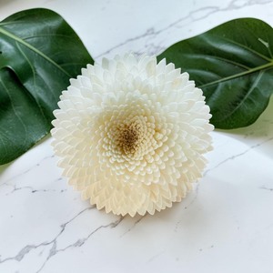 VADEE Premium White Snow Chrysanthemum 003 <b>Diffuser</b> Flower Sola Wood Handmade Sustainable Craft Sesbania <b>Reed</b> Seafoam Green - Product Image 1