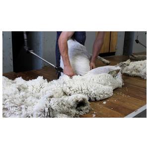 Laine de mouton de qualité supérieure pour la production de feutre, le rembourrage de matelas, le rembourrage de coussins et le rembourrage de oreillers - Product Image 3