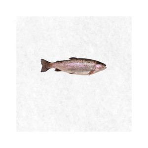 Suministro a granel de pescado fresco de trucha, calidad exportación, disponible para distribuidores y mercados minoristas. - Product Image 6