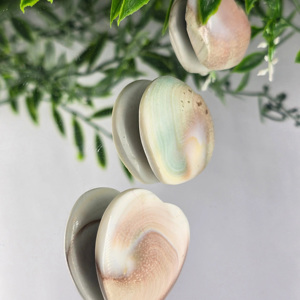 Prix de gros Opécule de Murex Artisanat Coquille naturelle fine de haute qualité Fabriqué au Royaume-Uni Livraison rapide - Product Image 5