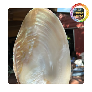 Premium Polished Shell Plate Mother of Pearl Decorative Plate for Luxury Home Decor - Product Image 2