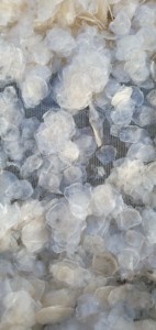 Écailles de poisson séchées de qualité supérieure en gros, naturelles, blanches, pour bar et tilapia, riches en collagène, fournisseur en vrac du Vietnam / ANNA DO VILACONIC - Product Image 5