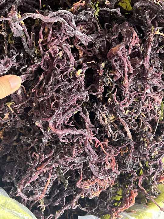 (HEALTHY FOOD) SEA MOSS Nutritional Treasure From the Ocean in VIETNAM/VDELTA/Ms.Thao