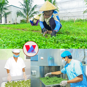 Poudre de Centella Asiatica lyophilisée à mailles fines, saveur originale, pour aliments pour bébés, bouillies, soupes et usage culinaire - Product Image 6