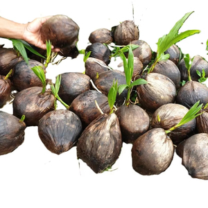 Noix de coco fraîches du Vietnam - Produit du Delta du Mekong - Durée de conservation de 12 mois - Origine Ben Tre - Product Image 1