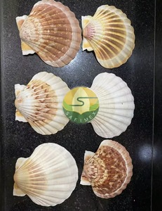 Conchas Marinas Naturales Ecológicas Pulimentadas de Estilo Folclórico, Colección de Conchas Blancas y Amarillas para Manualidades, Decoración del Hogar, Bodas y Fiestas - Product Image 3