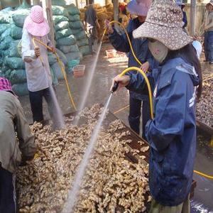 Rhizome parfumé naturel de gingembre frais adapté aux mélanges d'épices culinaires sauces et condiments du Vietnam - Product Image 5