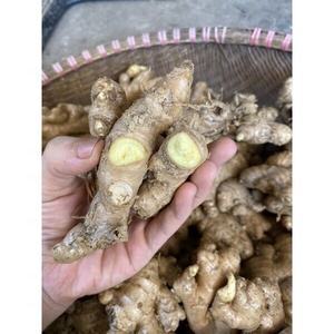 OEM Bulk Packing Wholesale Fresh Ginger Spicy <b>Herb</b> for Hot Seasoning Dried Sliced Ginger <b>Single</b> <b>Spices</b> <b>Herbs</b> - Product Image 1
