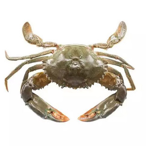 Crabe royal rouge frais / Crabe royal rouge vivant / Crabe à coquille molle / Crabe bleu nageur - Prix d'exportation - Product Image 3
