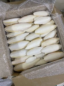 Hueso de sepia para pájaros, loros juguetes para masticar hueso de sepia cruda para caracoles tortuga periquitos jaula pájaros // Sra. Lima - Product Image 3