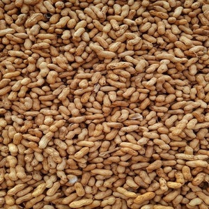 Arachides brutes de qualité supérieure Java 100% – Grains d'arachide de haute qualité en vrac – Fournisseur en gros – Riches en protéines - Product Image 3
