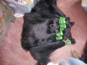 Cabello humano Remy de alta calidad o extensiones para mujeres disponibles a precios de mayorista desde India - Product Image 3