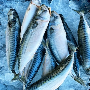 Pescado Atún Fresco Congelado del Pacífico en Caja de 10 kg, Patrón Redondo, Estilo Seco Entero, Proceso de Conservación en Agua, Cebo para Atún 300-500 W/R - Product Image 3