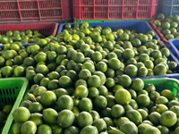 Hoogwaardige Groene Pitloze Citroenen Uit Vietnam Natuurlijk Geteeld Met Een Lange Houdbaarheid, Perfect Voor Export-En Retailmarkten