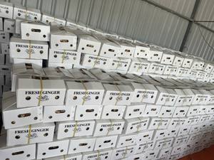 VENTA ENTERA REBANADAS SECAS JENGIBRE-100% Vietnamita Alta calidad 20kgs/PP Bolsa Fragante (WA + 84 36 680 8683) - Product Image 6