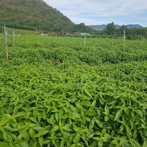 Producto en polvo natural, extracto del Rey de los Amargos con 40% de polvo de Andrographis Paniculata de la marca KMP de Tailandia - Product Image 3