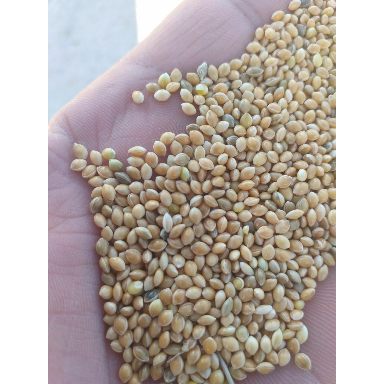 food for birds koktal