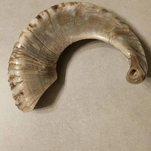 Corne de Shofar en Corne de Mouton Naturelle Polie - Décoration Religieuse Écologique pour la Maison - Haute Qualité - Product Image 3
