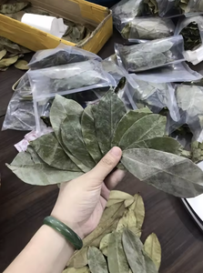 Hot Selling Dried Soursop Leaves (Graviola) - High Quality Herbal <b>Tea</b> Ingredient Natural Detox Herbal <b>Tea</b>, Bulk Supply - Product Image 5