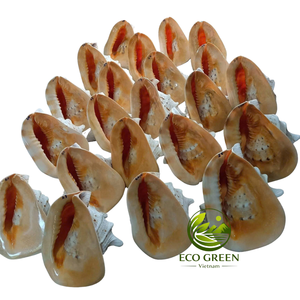 Coquillages Kim Khoi pour les détaillants de décoration intérieure européenne, les boutiques côtières, les magasins de cadeaux nautiques, la décoration de mariage et les fournitures d'artisanat - Product Image 5
