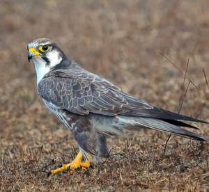 Laggar Falcon: Recursos para la Investigación Avícola, Conservación, Proyectos de Cría, Programas Profesionales de Cetrería, Educación sobre la Vida Silvestre, Ganado - Product Image 6